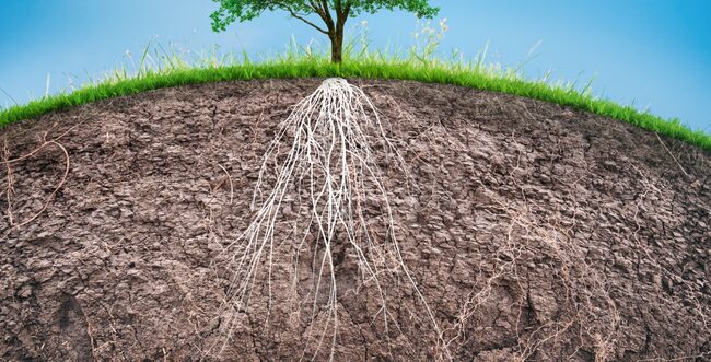 How to Handle Tree Root Intrusion in Your Plumbing Tree Root Intrusion
